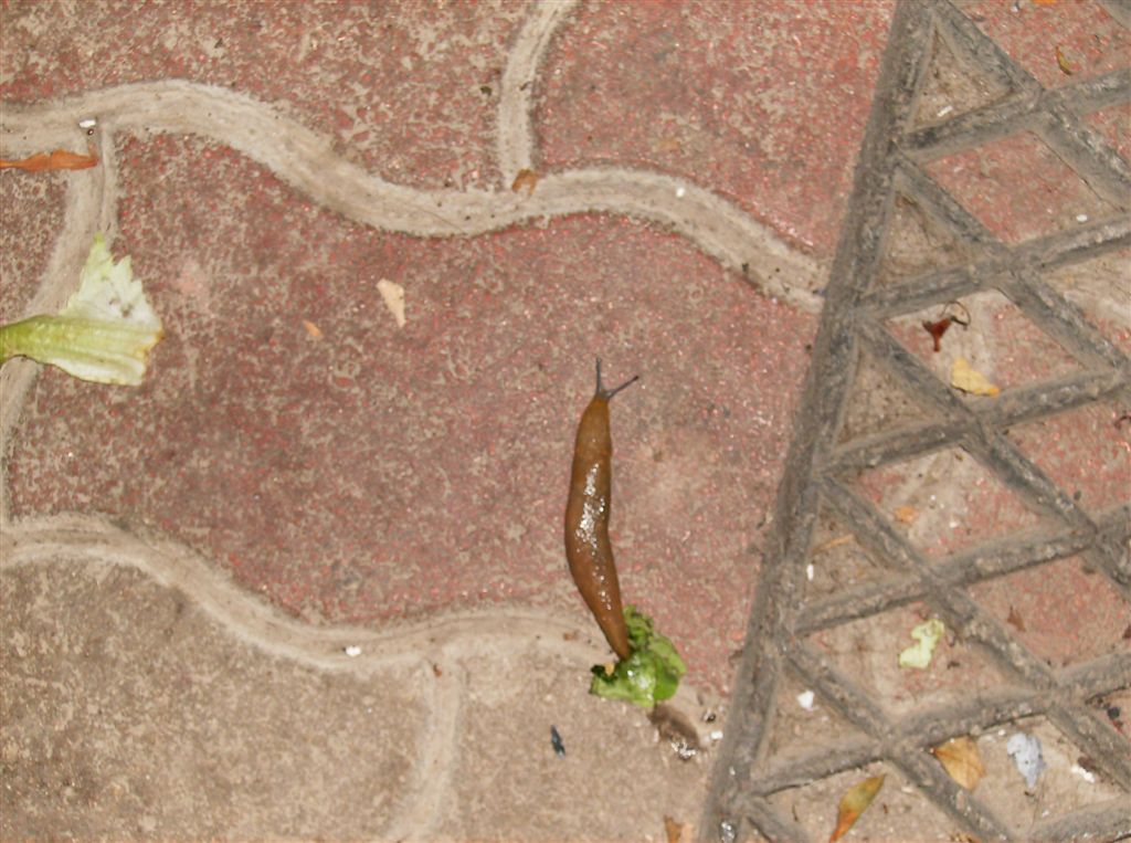 Limacus flavus Linnaeus da Agnano (Na)